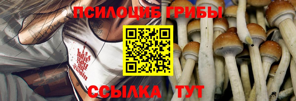 Псилоцибиновые грибы Psilocybe Гусев